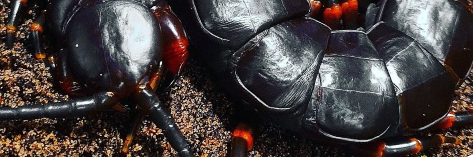 Scolopendra gigantea